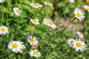 Obraz premium daisy bush flowering in summer