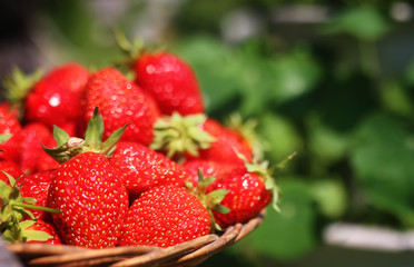 fresh strawberry outdoor