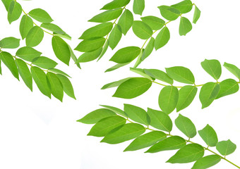 Leaves isolated on white