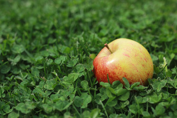 fresh apple on grass