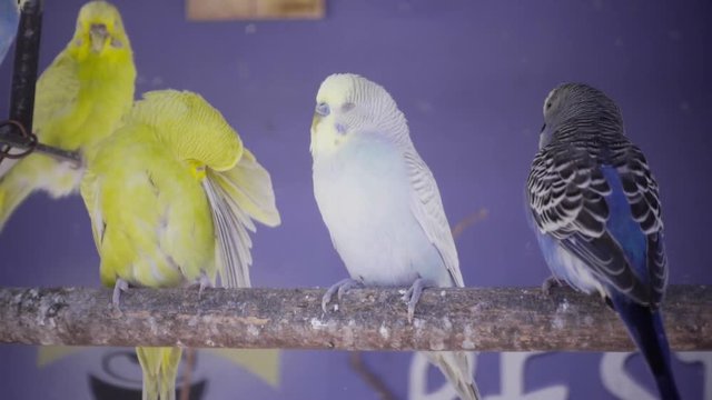Colorful budgerigars stand over a branch inside a cage on the tropical Ecuador