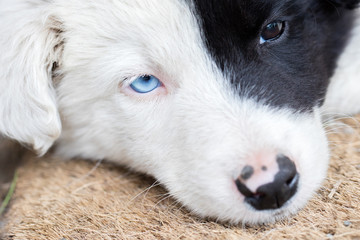 Border Collie puppy on a farm