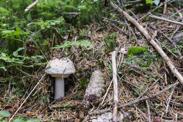 Gray toadstool in the woods.
