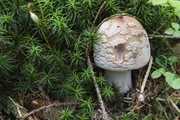 Gray toadstool in the woods.