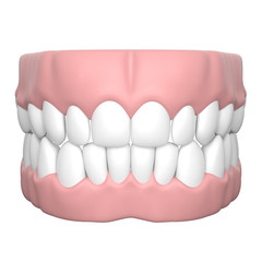  人間の歯と歯茎の3Dレンダリング画像