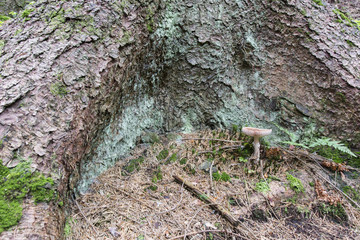 Obraz premium Gray toadstool in the woods.