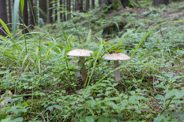 Gray toadstool in the woods.