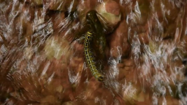 Mondvogel Raupe in Bachlauf