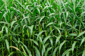 Rows and Rows of fresh unpicked corn.