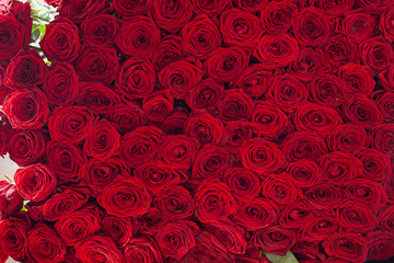 red roses background