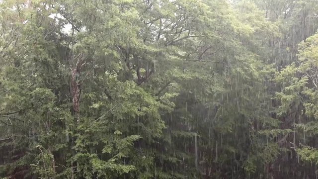 Tropical heavy rain with oak forest background. Include the original sound.