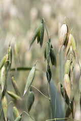 Detail of the Oat Spike 