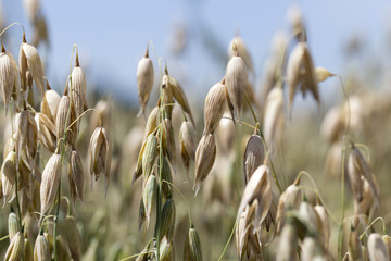 Detail of the Oat Spike 