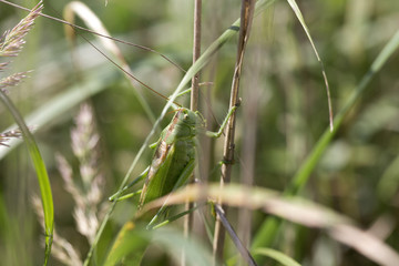 Big green Grasshopper in the green Nature, Macro View