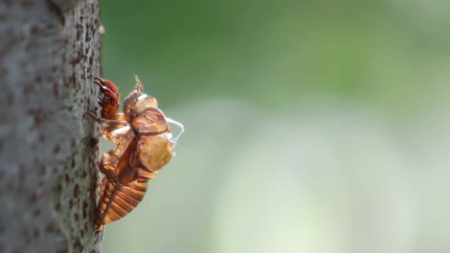 セミの抜け殻