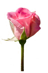 Pink roses on a white background