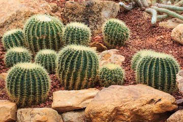 Cactus plants, desert plants,nature.