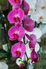 Orchids, Vanda ,flowers, nature