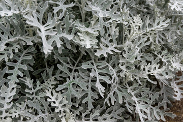 Close up of dusty miller or Silver ragwort