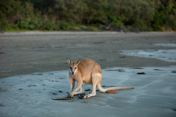 Wallaby on the Beach at Sunrise.