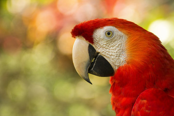 close up of costa rican scarlet macaw / ara macao with bokeh background