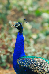 Obraz premium Peacock ,animal,Wild animals,bird- focus on face