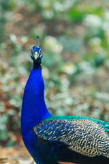 Fototapeta premium Peacock ,animal,Wild animals,bird- focus on face