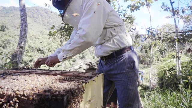 Hispanic beekeeper or apiarist keeps bees in order to collect their honey on the Ecuadorian jungle. slow motion