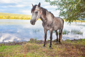 Obraz premium beautiful horse on the shore