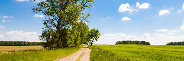 Fototapeta na wymiar Landschaft mit Feldweg