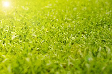 Abstract natural backgrounds grass