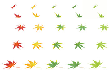 Obraz premium 紅葉 カエデ 新緑 素材
