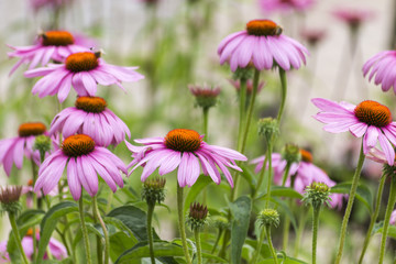 Echinacea Purpurea. Medicinal Pink Flowers with Orange Centre. - Powered by Adobe