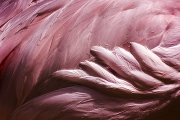 Photo sur Aluminium Flamant Plumes de flamant rose - oiseau abstrait