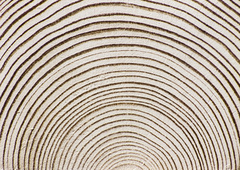 Wood Rings. Abstract Wooden Background.
