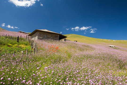 Flowers, Ardebil, Iran