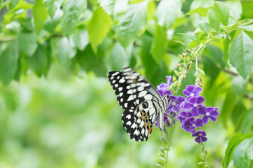 Butterfly and pigeon berry flower on blur background.
