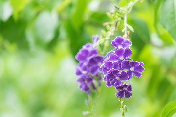 Pigeon berry flower on blur background.