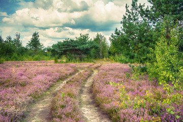 The heather flowers landscape. Ukrainian nature