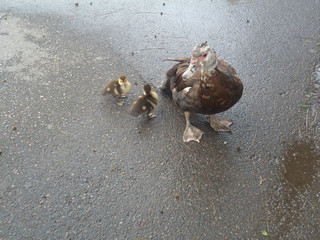 Duck with ducklings 