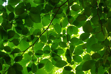 Fototapeta na wymiar green beech tree leaves