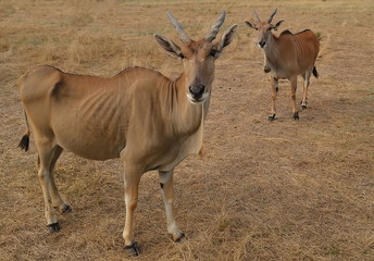 wild animals, rare animals in their natural environment, Eland, antelope, Askania-Nova, Safari, photosafari