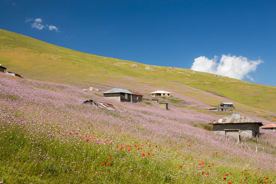Flowers, Ardebil, Iran