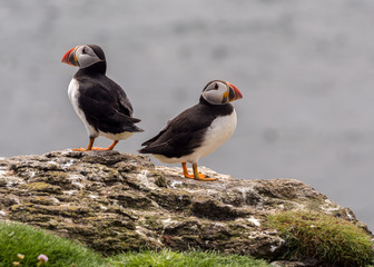 Atlantic puffin conflict on the isle of Lunga, Inner Hebrides, Scotland, UK