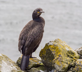 Cormorant guarding on nest at the isle of Lunga, Inner Hebrides, Scotland, UK