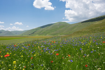 Castelluccio di Norcia in the Sibillini Park