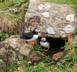 Atlantic puffins at the edge of their nest containing chicks on the isle of Lunga, Inner Hebrides, Scotland, UK