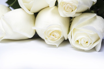 White roses on a white background