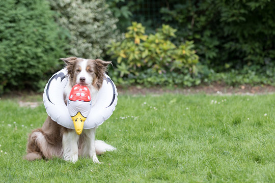 Hund Mit Schwimmreifen" Bilder – Durchsuchen 1 Archivfotos, Vektorgrafiken  und Videos | Adobe Stock