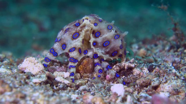 Blue-ringed Octopus walking over sand in the Lembeh Strait / Indonesia